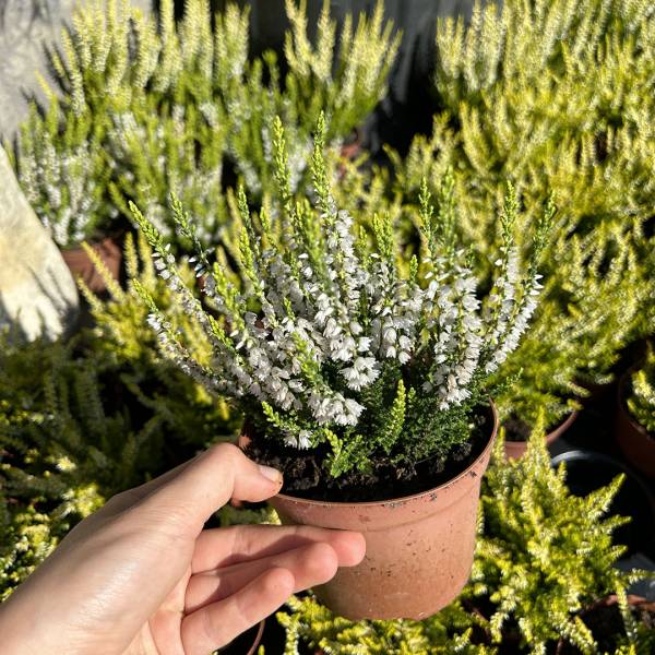 Vres Calluna vulgaris biely menší
