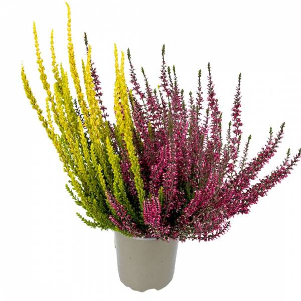 Vres Calluna vulgaris dvojfarebný v kvetináči