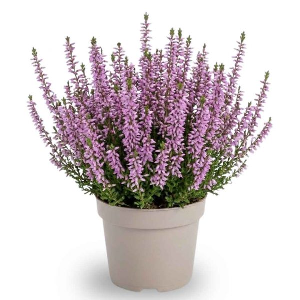 Vres obyčajný Calluna vulgaris fialový