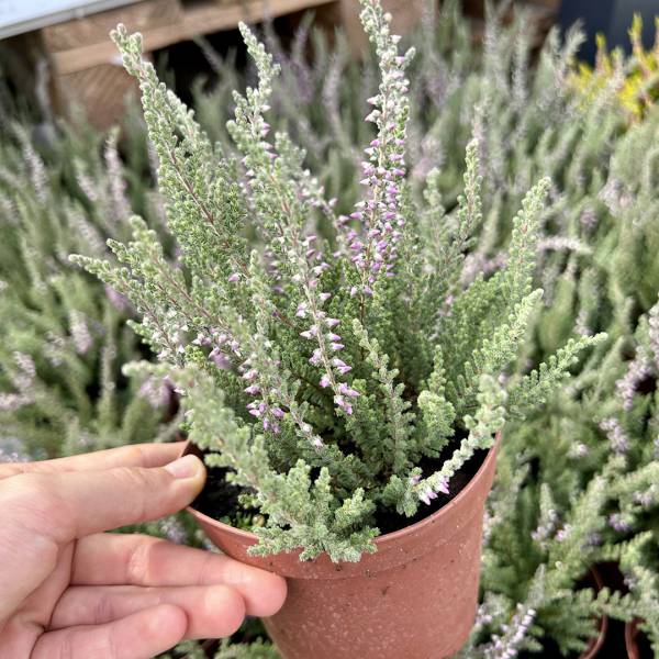 Vres Calluna vulgaris zeleno-fialový