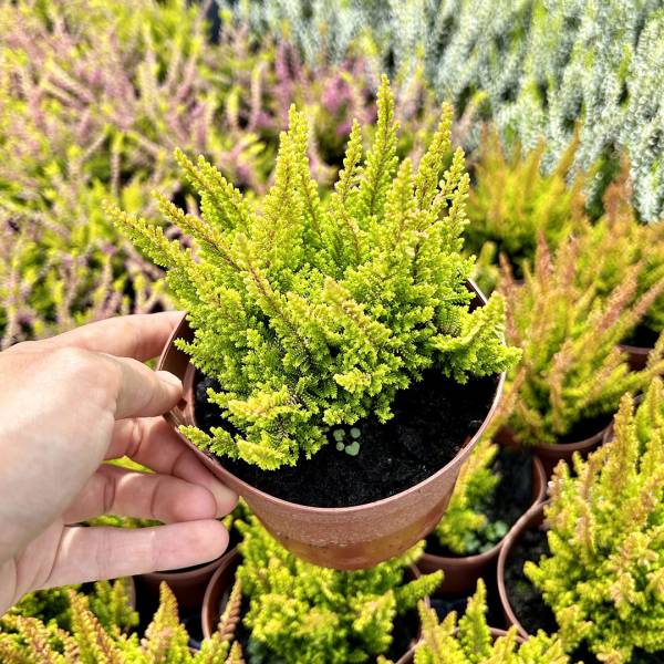 Vres Calluna vulgaris zelený