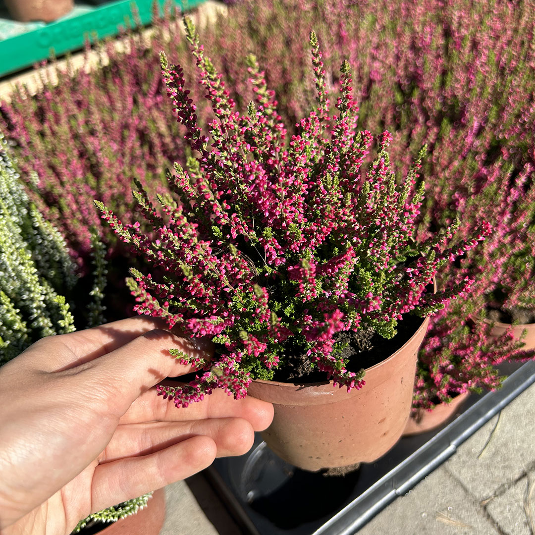 Vres obyčajný calluna vulgaris bordový 2 | záhradníctvo garden team Vres obyčajný calluna vulgaris bordový 2