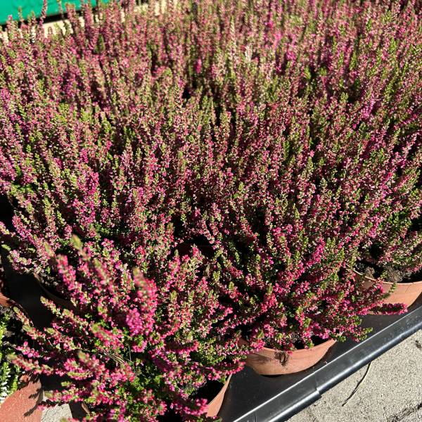 Vres obyčajný Calluna vulgaris bordový