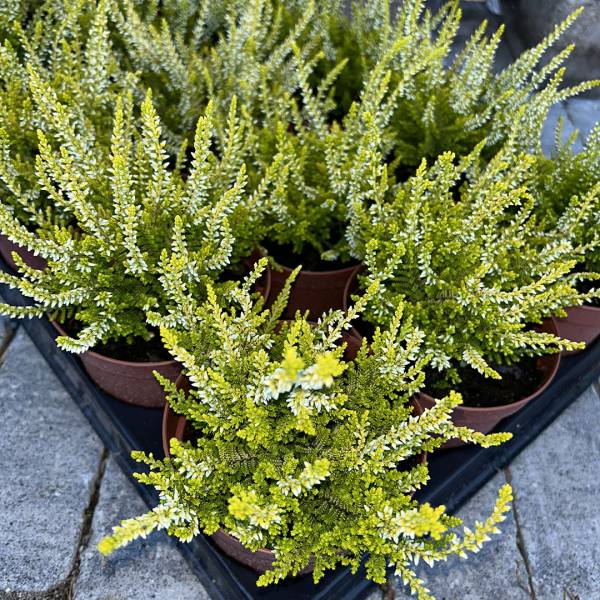 Vres Calluna vulgaris zeleno-biely