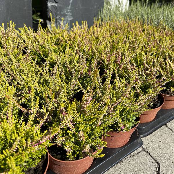 Vres calluna vulgaris zeleno-ružový | záhradníctvo garden team Vres calluna vulgaris zeleno ružový