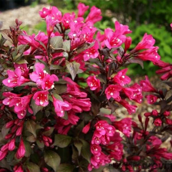 Vajgela Weigela Florida Minor Black