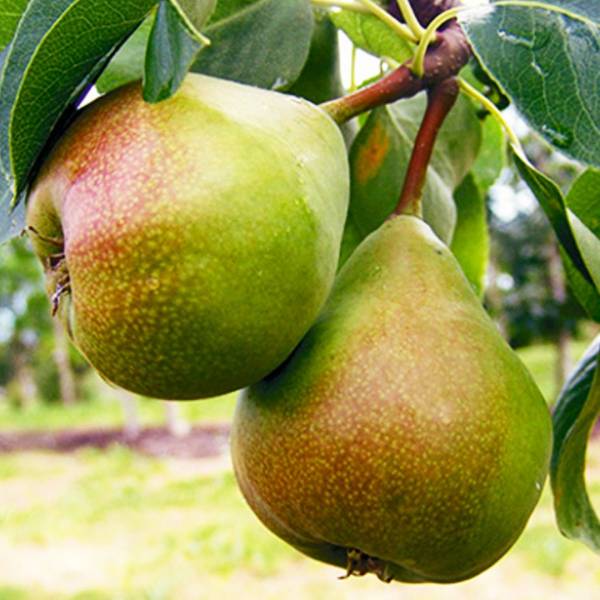 Hruška Gieser Wildeman jesenná