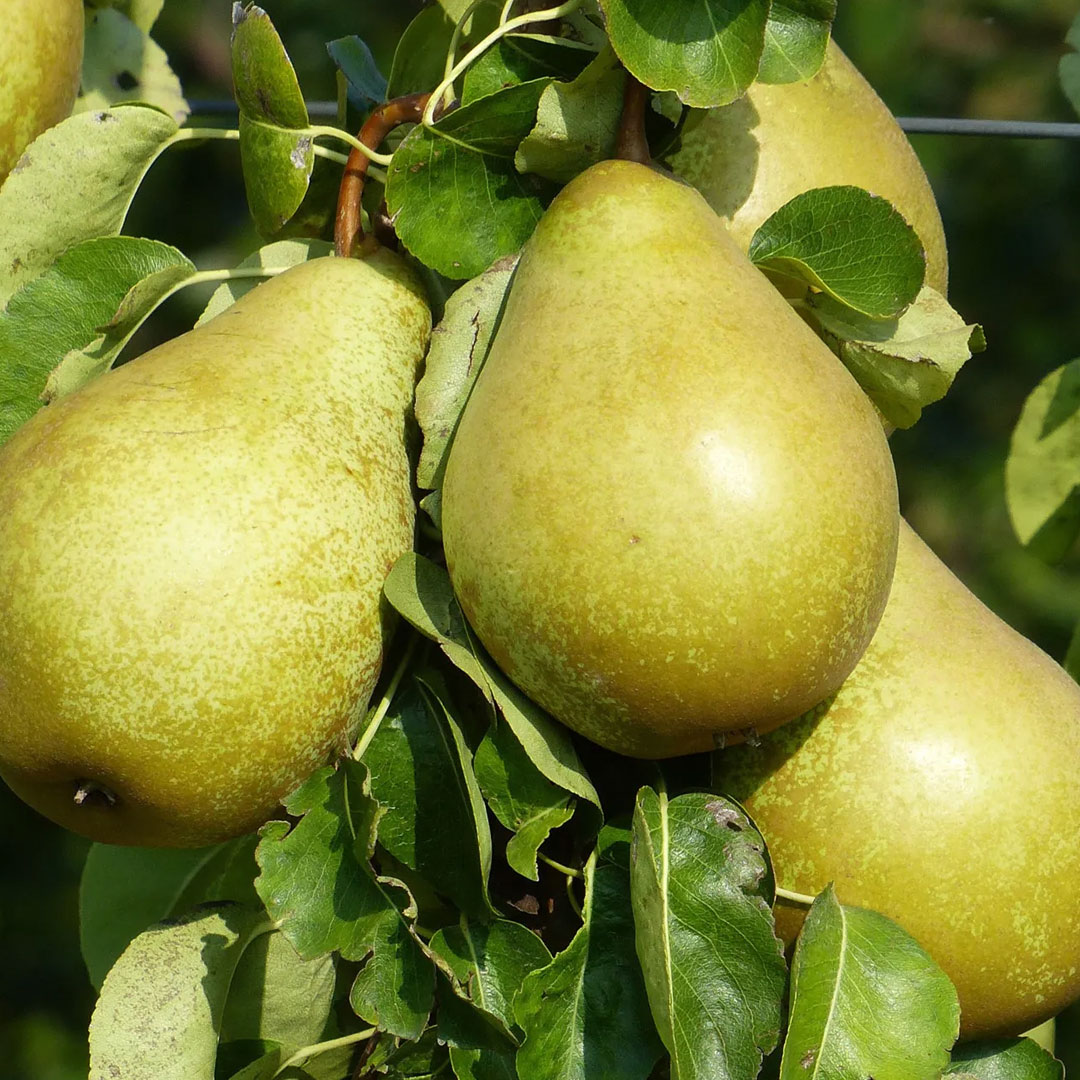 Hrušky
