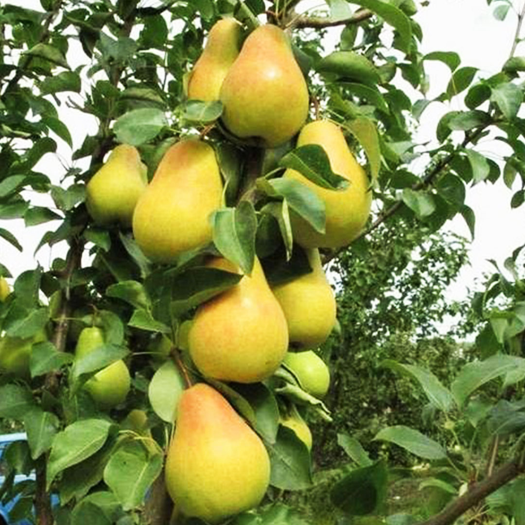 Hruška stĺpovitá saphira jesenná | záhradníctvo garden team Hruška stĺpovitá saphira jesenná