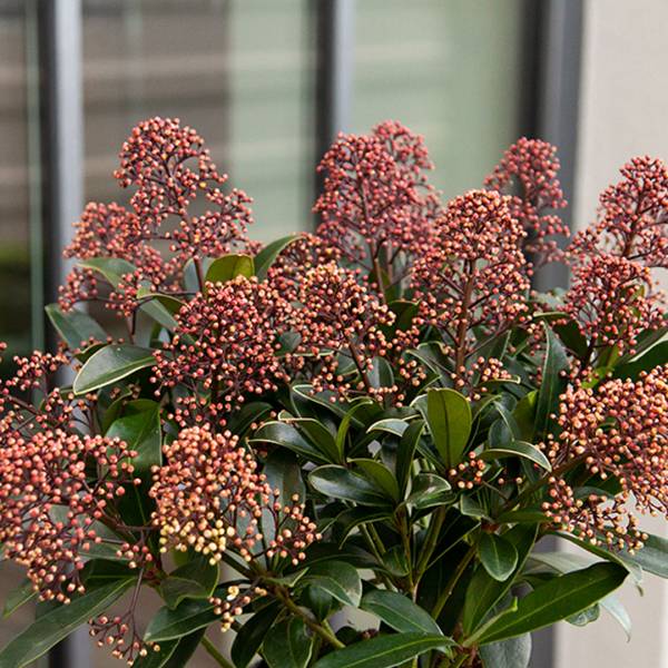 Skimmia japonica Rubella