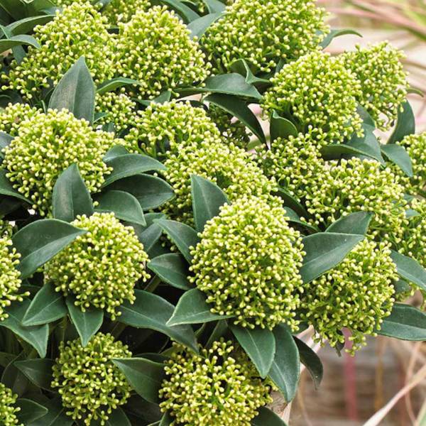 Skimmia japonica White Globe 22cm
