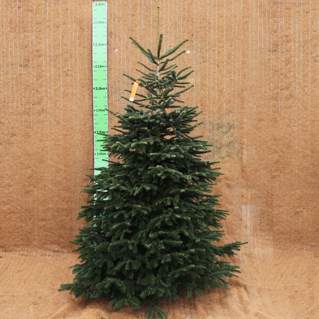 Živý vianočný stromček jedľa normandská 250 - 300 cm premium | záhradníctvo garden team Živý vianočný stromček jedľa normandská 250 300 cm premium