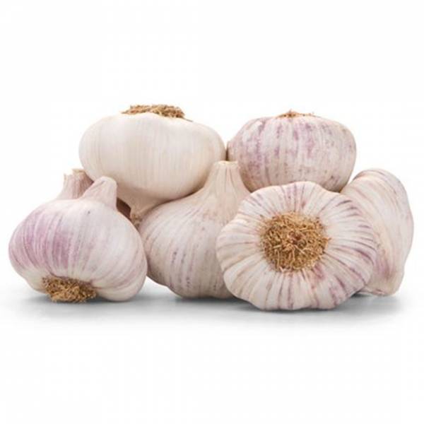 Cesnak sadbový jarný morado 250g | záhradníctvo garden team Cesnak sadbový jarný morado 250g