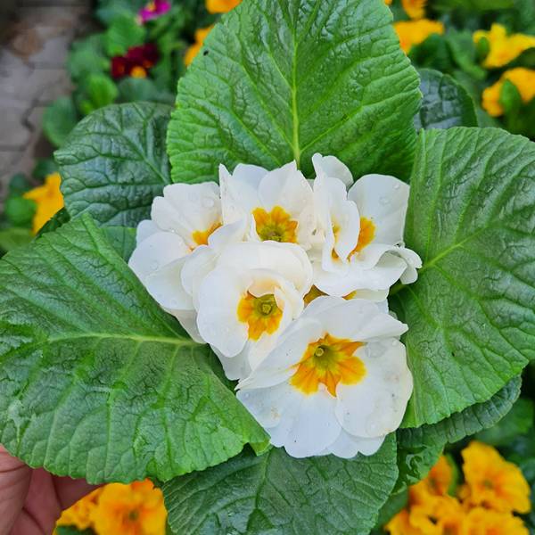 Prvosienka bezbyľová biela | záhradníctvo garden team Prvosienka bezbyľová biela