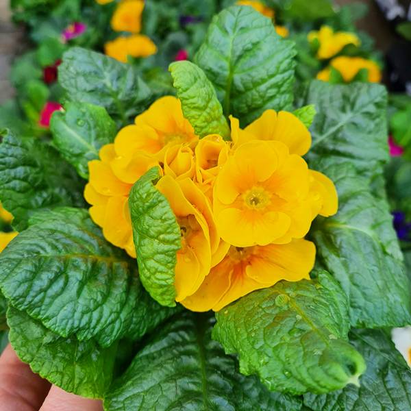 Prvosienka bezbyľová žltá | záhradníctvo garden team Prvosienka bezbyľová žltá