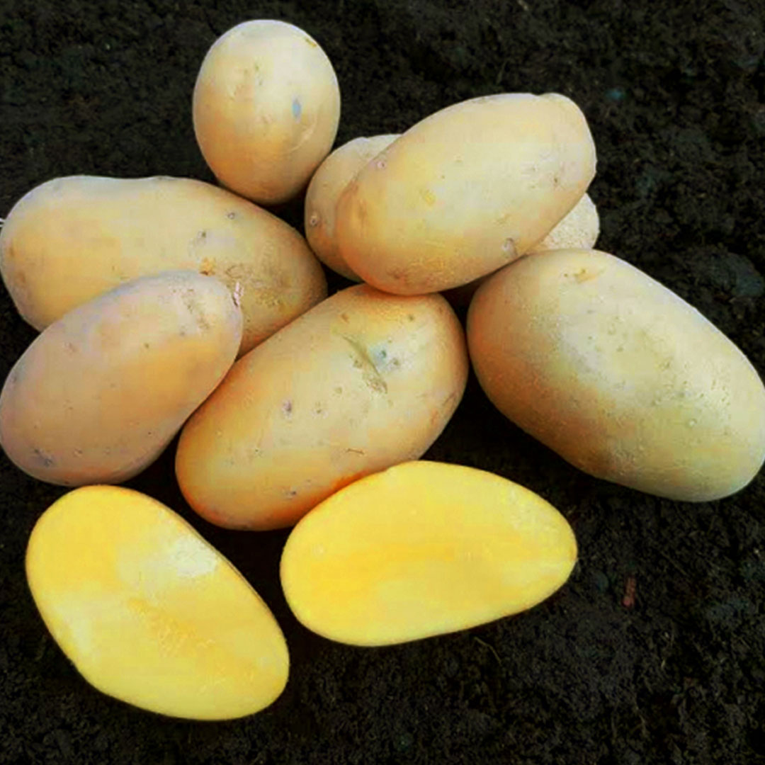 Sadbové zemiaky annabelle 5kg | záhradníctvo garden team Sadbové zemiaky annabelle 5kg