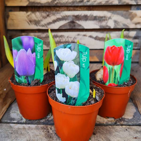 Tulipán plný mix farieb | záhradníctvo garden team Tulipán plný mix farieb