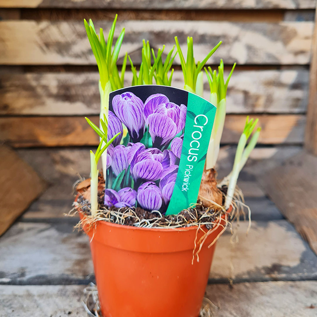 Krokus fialový | záhradníctvo garden team Krokus fialový