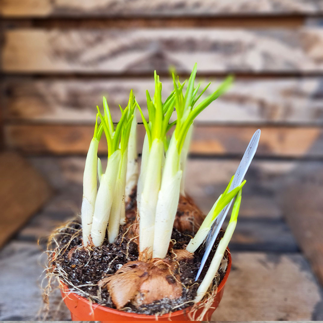 Krokus fialový | záhradníctvo garden team Krokus fialový