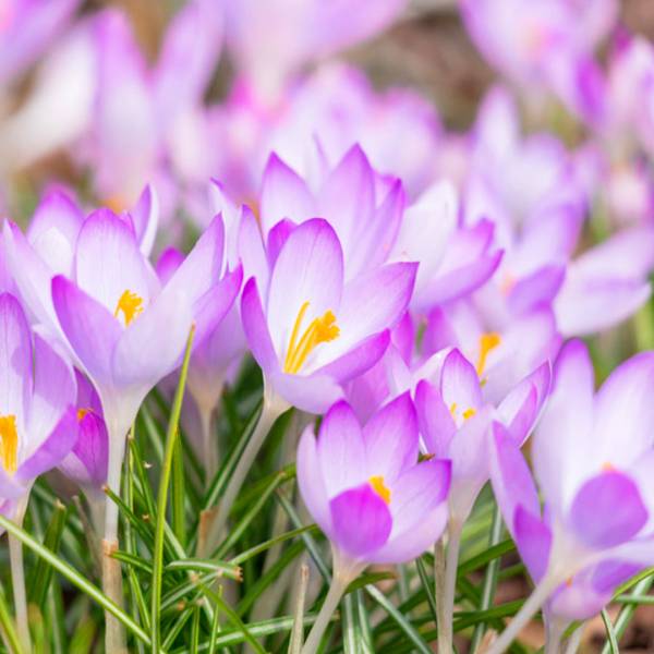 Krokus fialový | záhradníctvo garden team Krokus fialový