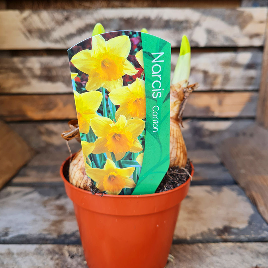 Narcis carlton | záhradníctvo garden team Narcis carlton