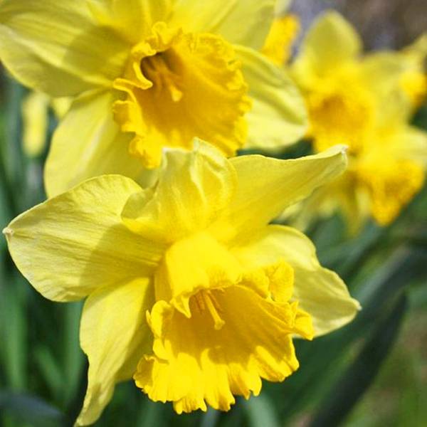 Narcis Carlton