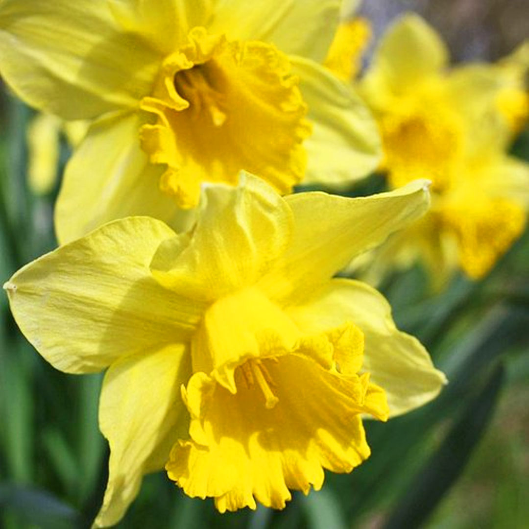Narcis carlton | záhradníctvo garden team Narcis carlton
