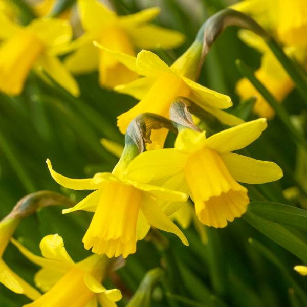 Narcis Tete a Tete