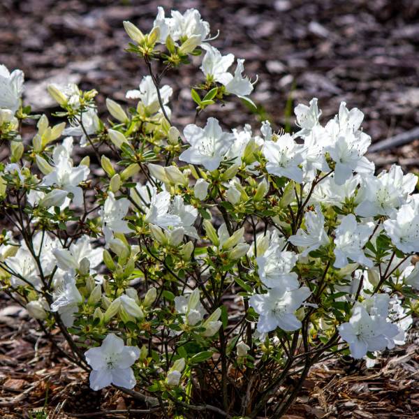Azalka japonská White Lady biela