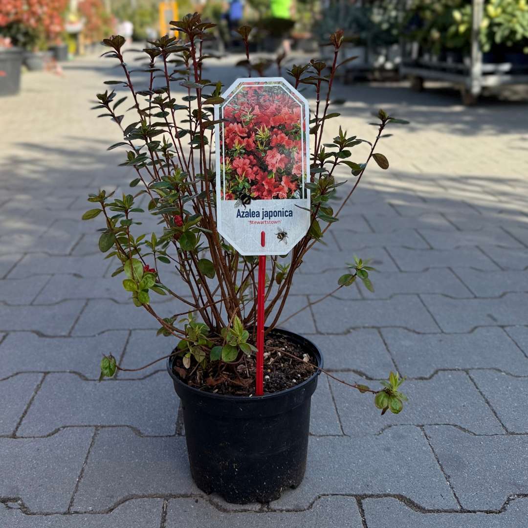 Azalka japonská stewartstonian ružová | záhradníctvo garden team Azalka japonská stewartstonian ružová
