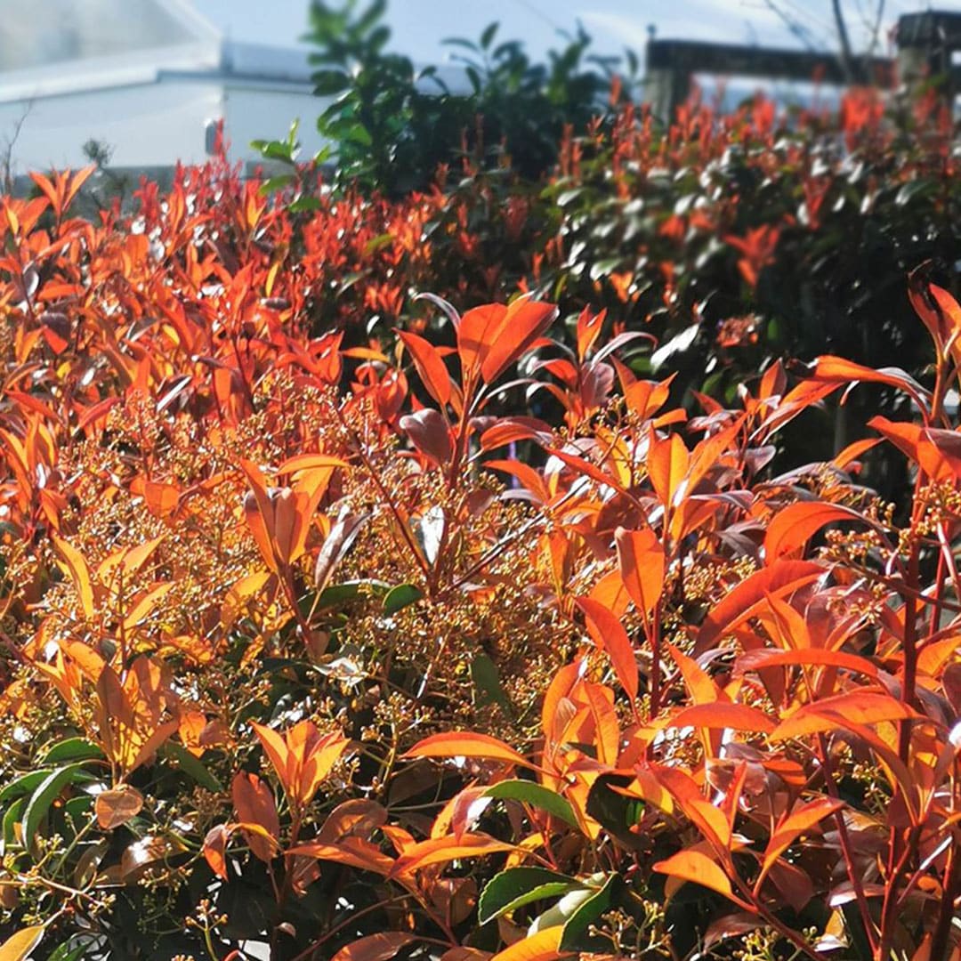 Červienka na kmienku photinia fraseri red robin | záhradníctvo garden team Červienka na kmienku photinia fraseri red robin