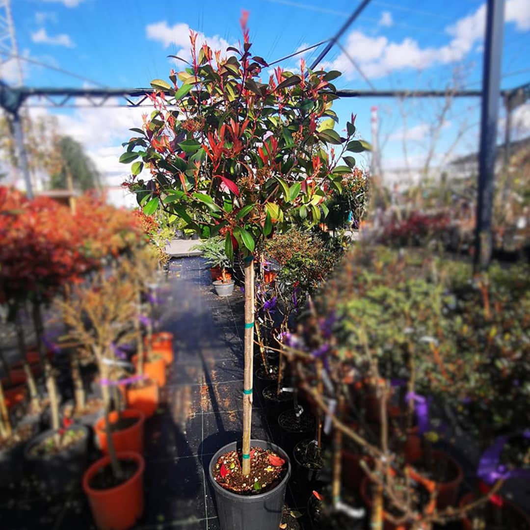 Červienka na kmienku photinia fraseri red robin | záhradníctvo garden team Červienka na kmienku photinia fraseri red robin
