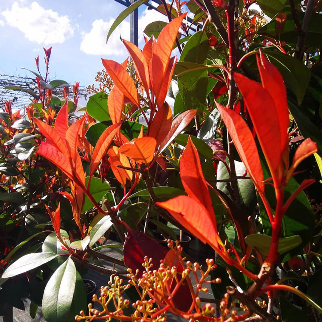 Červienka na kmienku photinia fraseri red robin | záhradníctvo garden team Červienka na kmienku photinia fraseri red robin
