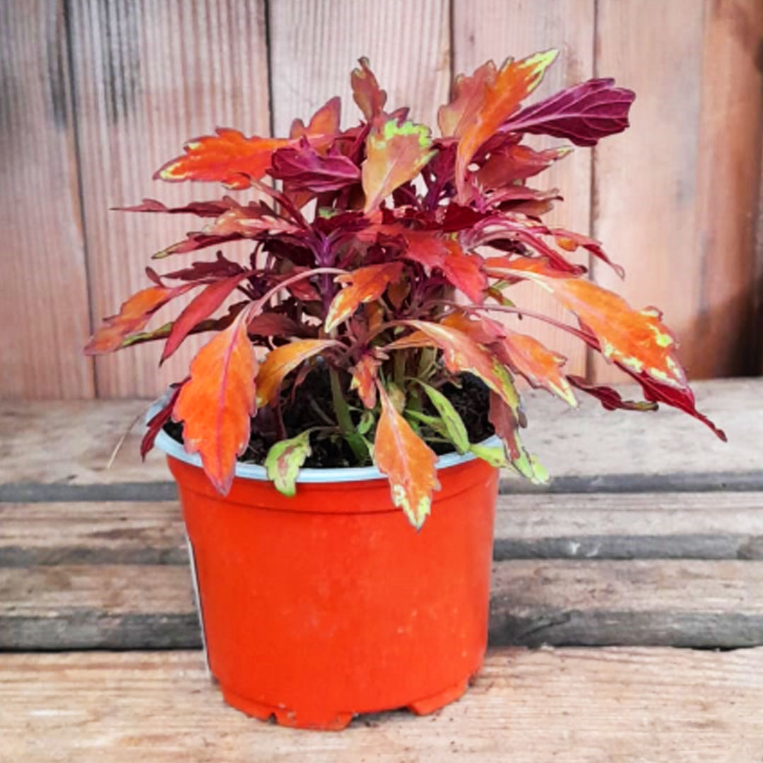 Koleus oranžový | záhradníctvo garden team Koleus oranžový