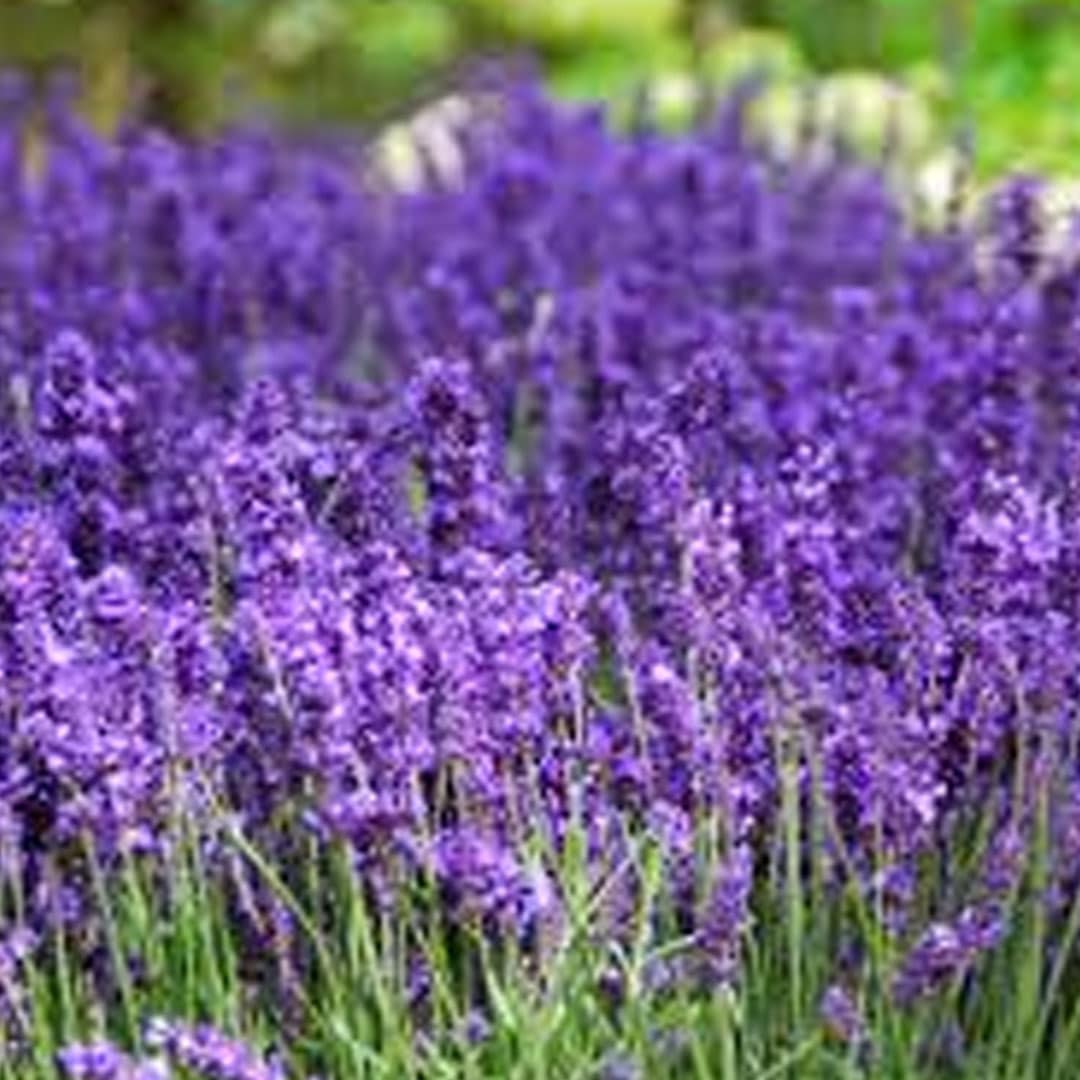 Levanduľa hidcot blue | záhradníctvo garden team Levanduľa hidcot blue