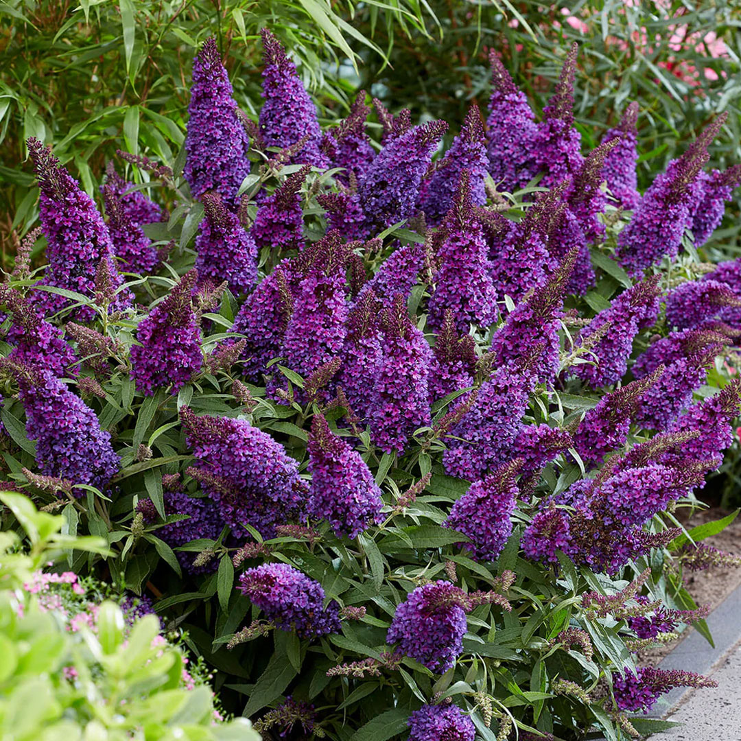Budleja buzz midnight | záhradníctvo garden team Budleja buzz midnight