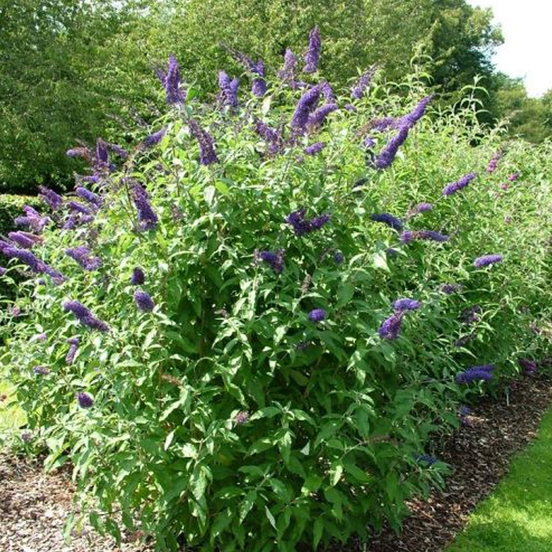Budleja dávidova empire blue | záhradníctvo garden team Budleja dávidova empire blue