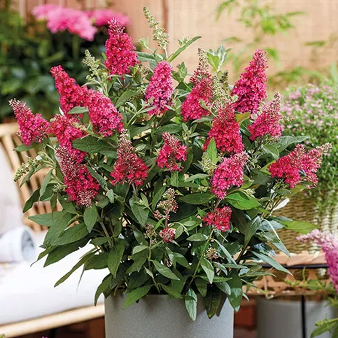 Buddleja dávidova candy little ruby | záhradníctvo garden team Buddleja dávidova candy little ruby