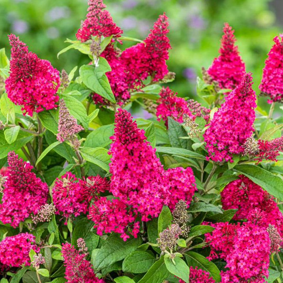 Buddleja dávidova candy little ruby | záhradníctvo garden team Buddleja dávidova candy little ruby