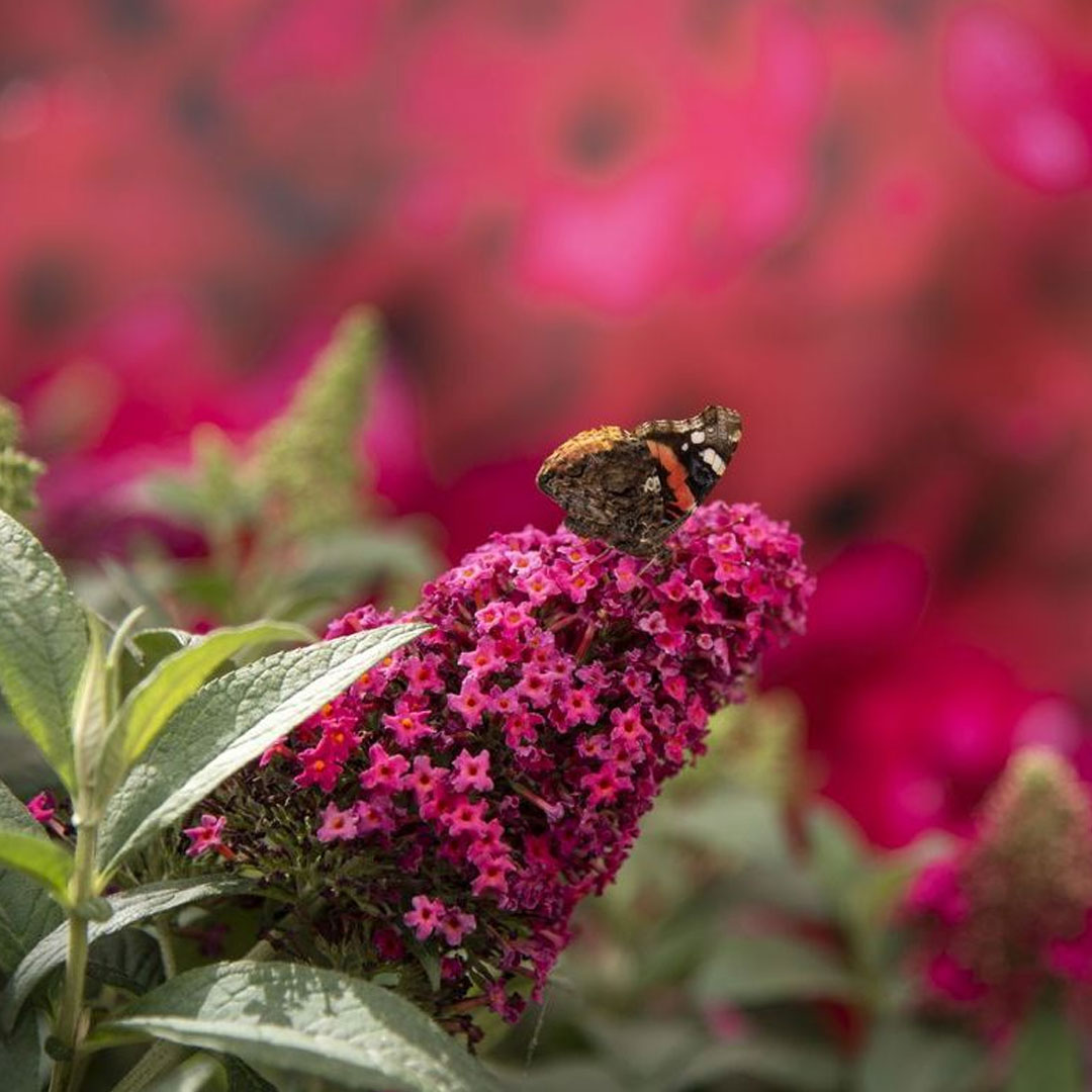 Buddleja dávidova candy little ruby | záhradníctvo garden team Buddleja dávidova candy little ruby