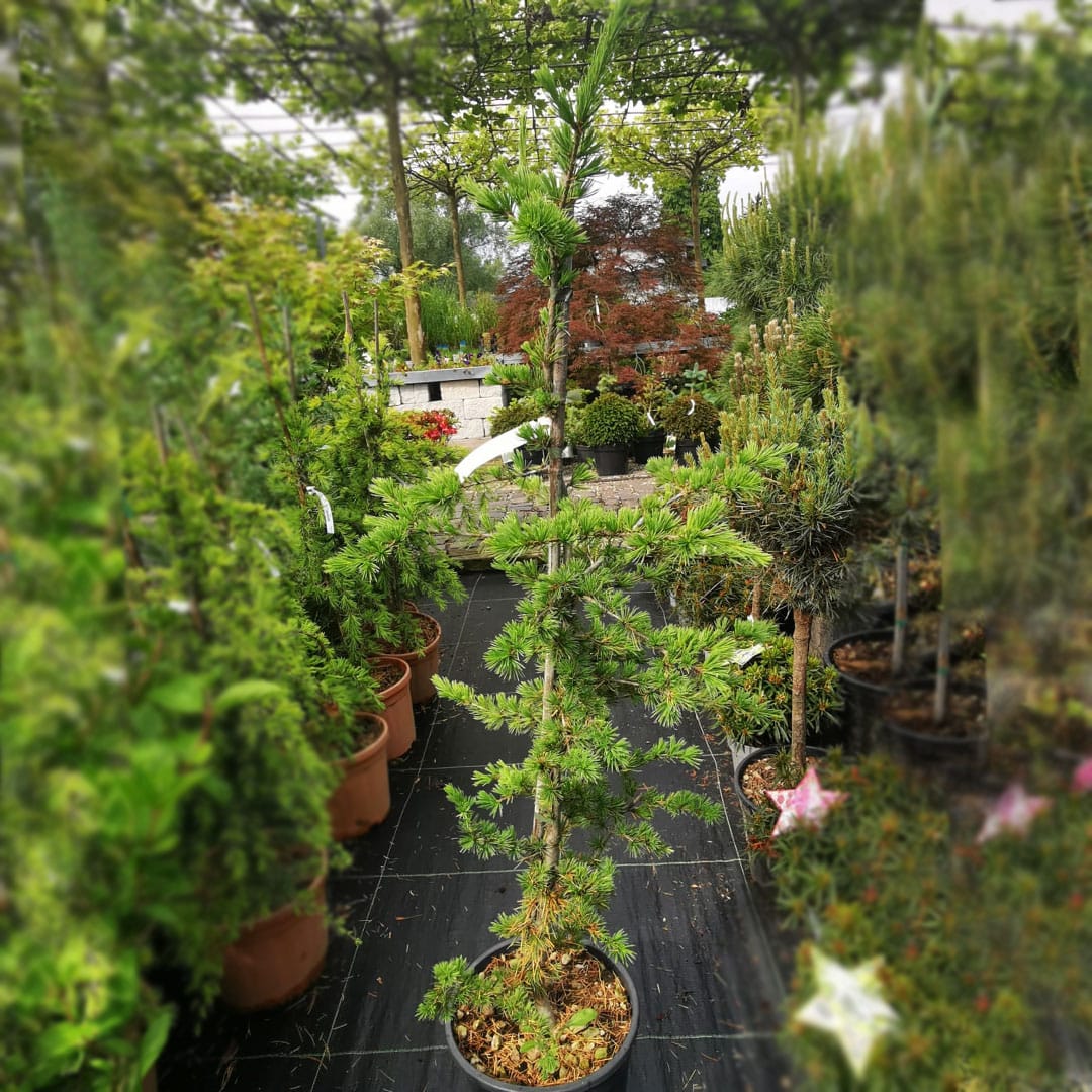 Céder libanonský | záhradníctvo garden team Céder libanonský