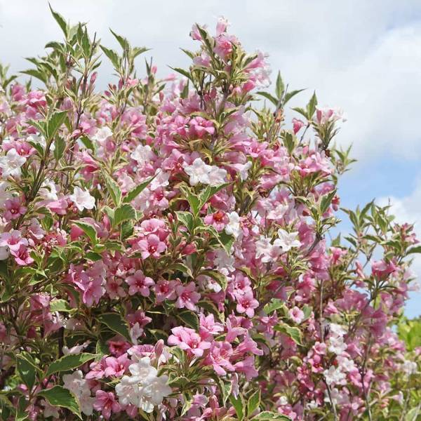 Vajgela kvetnatá kosteriana variegata | záhradníctvo garden team Vajgela kvetnatá kosteriana variegata kvitnúci ker