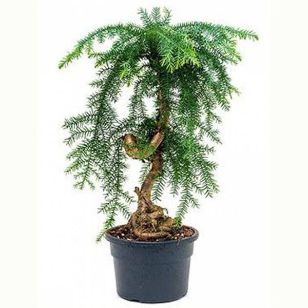 Araukária cunninghamii bonsai