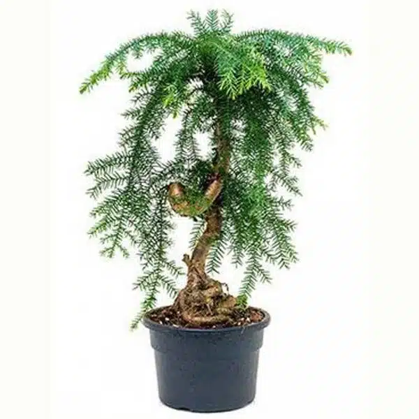 Araukária Cunninghamii bonsai