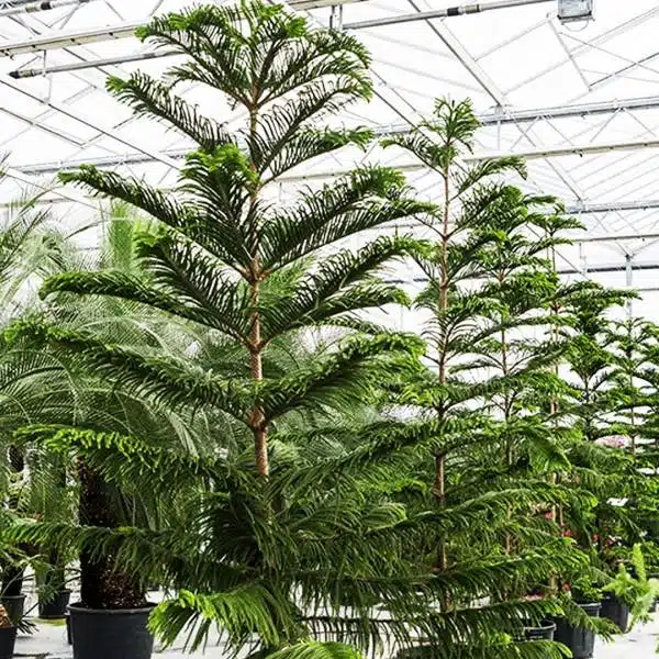 Araukária heterophylla