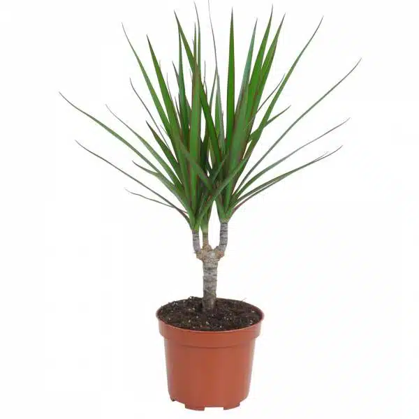 Dracena Marginata
