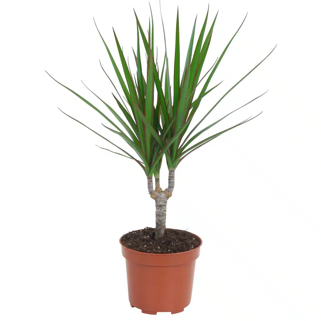 Dracena marginata | záhradníctvo garden team Dracena marginata