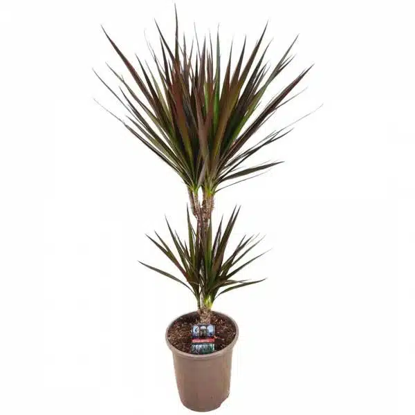 Dracena magenta | záhradníctvo garden team Dracena magenta