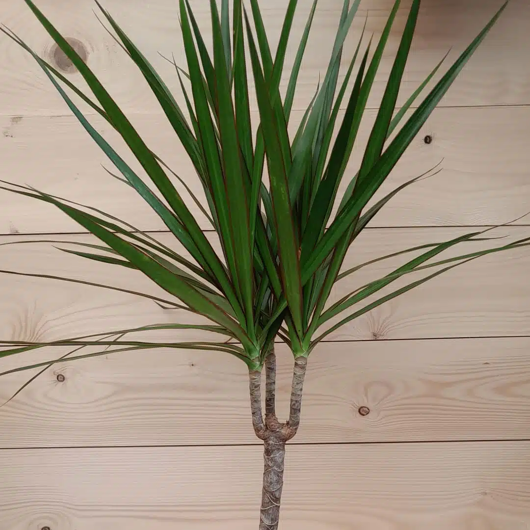 Dracena marginata | záhradníctvo garden team Dracena marginata