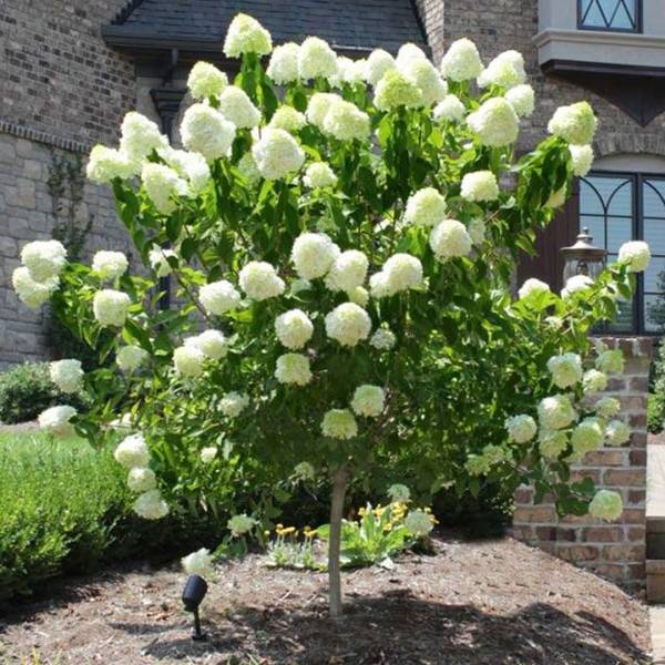Hortenzia metlinatá phantom na kmienku | záhradníctvo garden team Hortenzia metlinatá phantom na kmienku